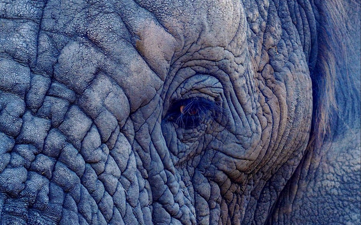 Фон Небесный слон