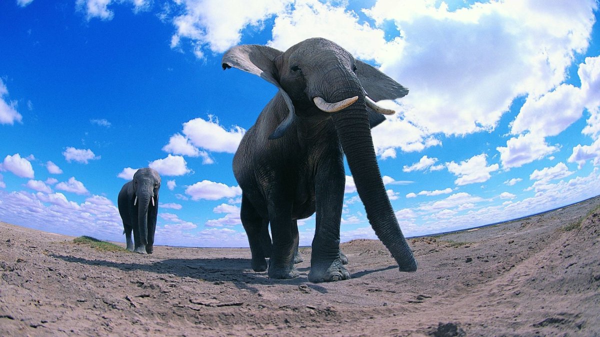 Красивый слон