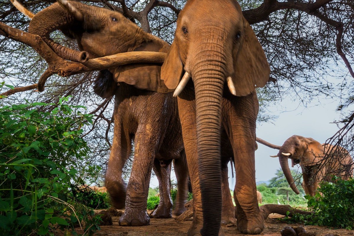 Слон вид сверху