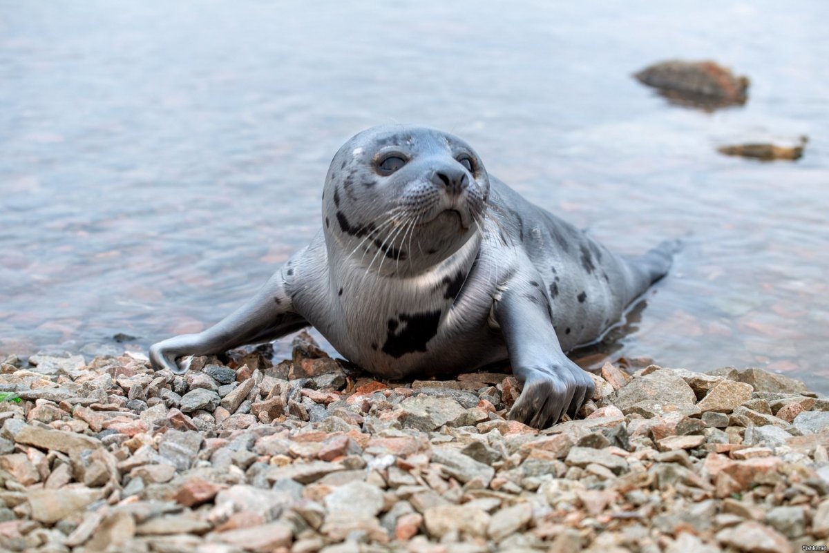 Гренландский тюлень Нерпа