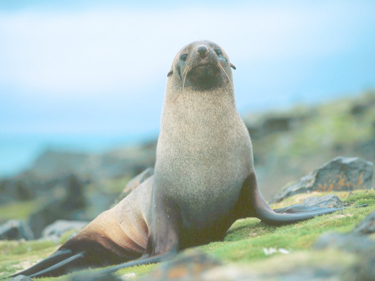 Галапагосский Ушастый тюлень