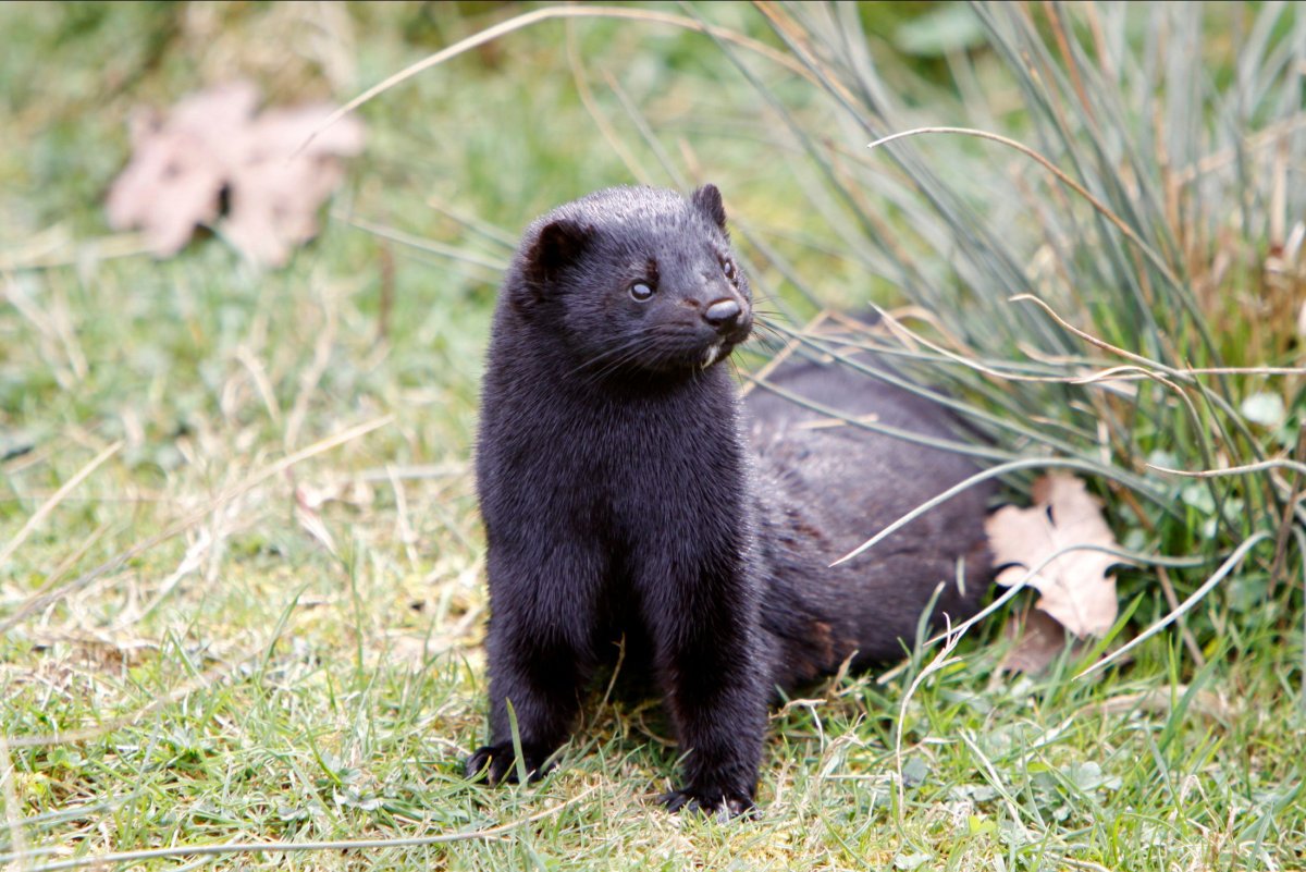 Норка Блэк лама животное
