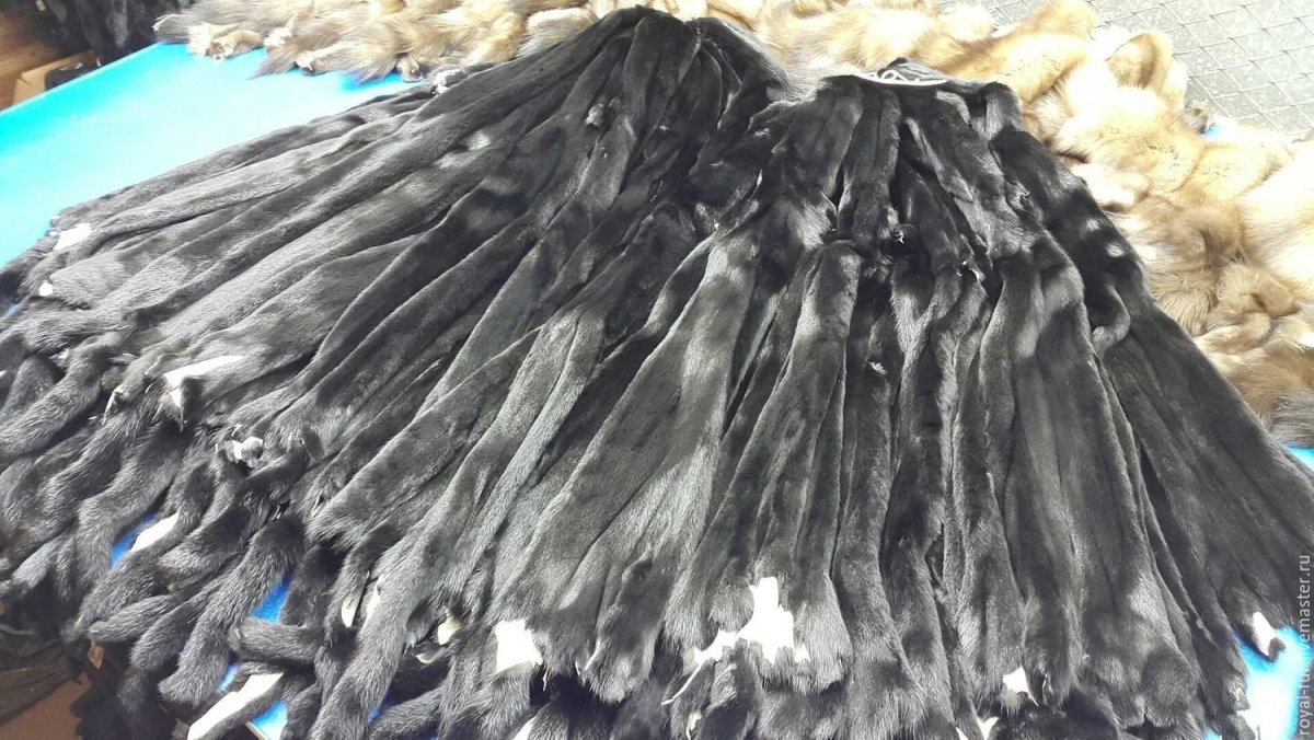 Дельмарвская черная белка