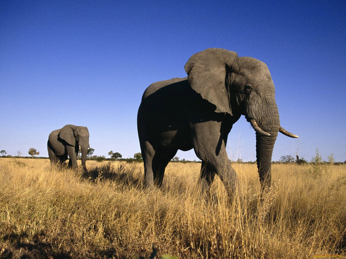 Горбатый слон