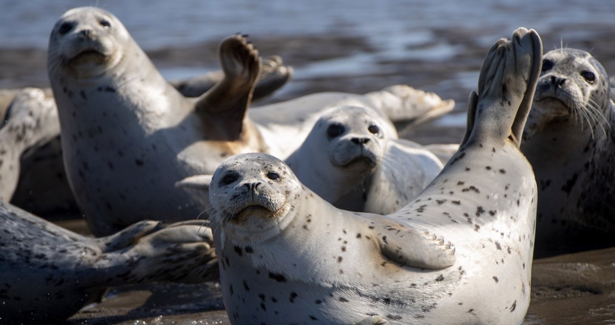 Тюлени Каспийского моря