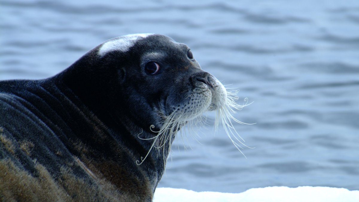 Дальневосточный морской биосферный заповедник