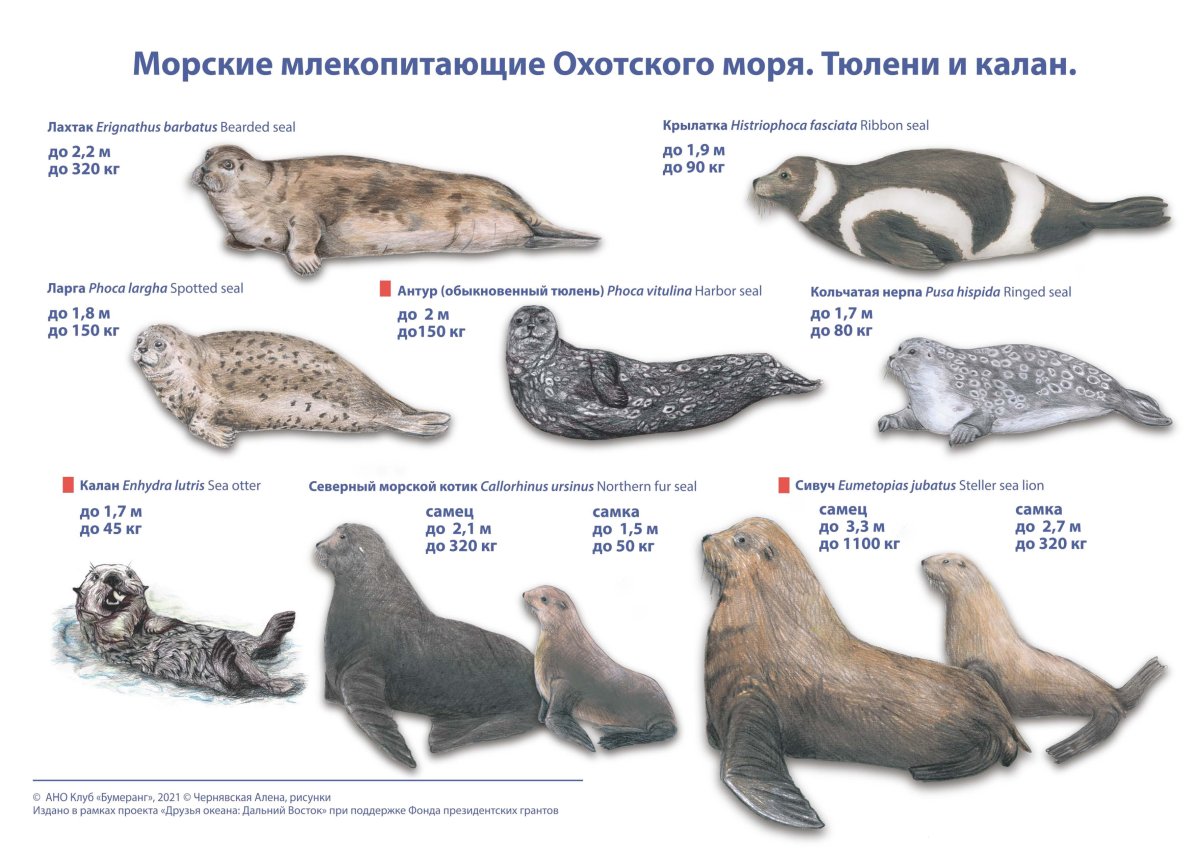 Спортивный тюлень