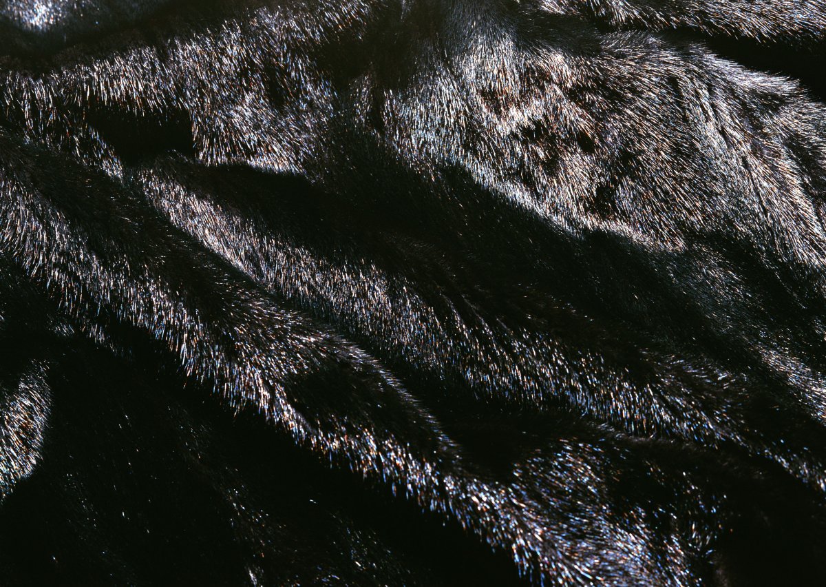 Ласка животное черная