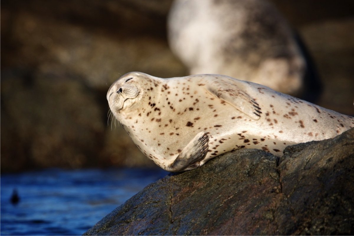 Ларга пестрая Нерпа
