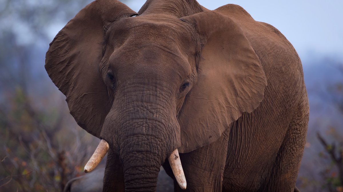 Белый слон арт