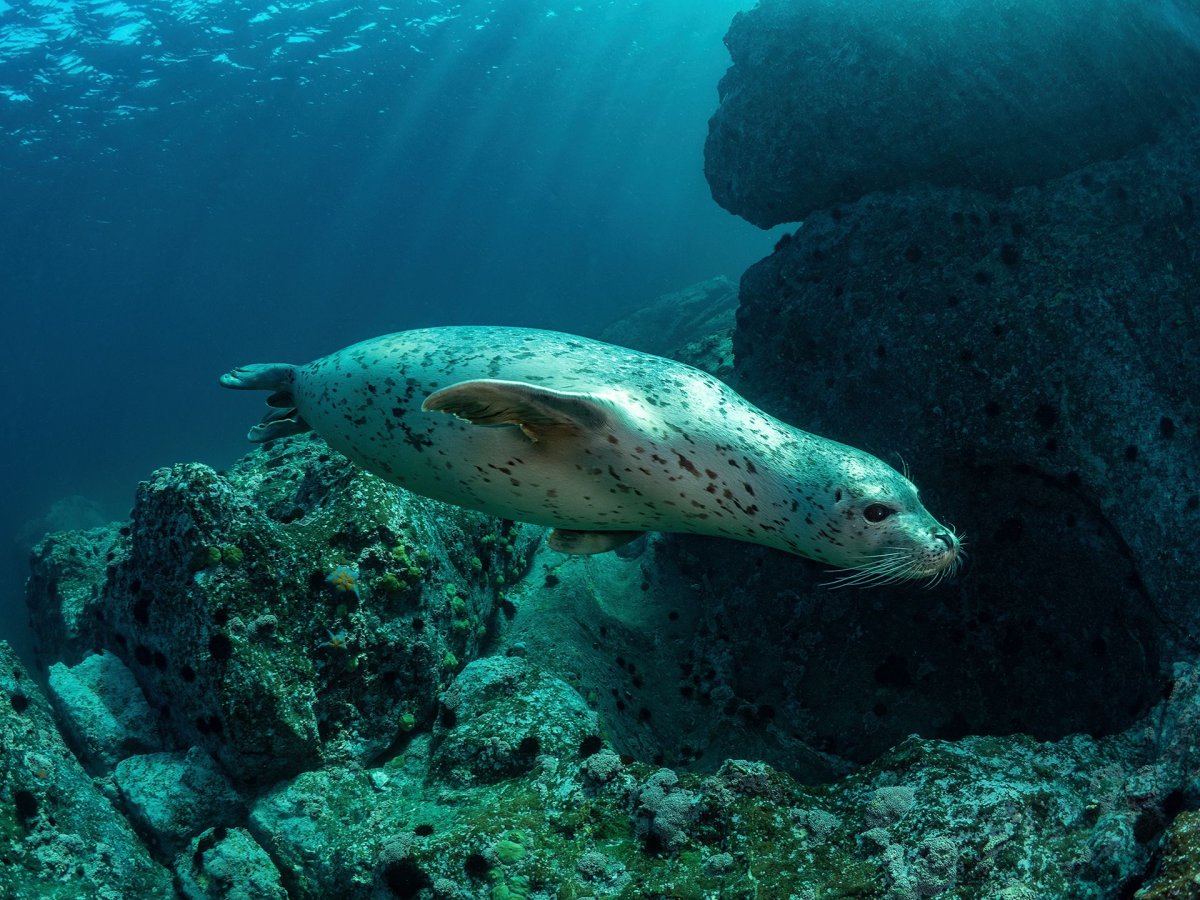 Тюлень Лахтак