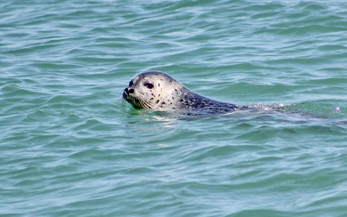 Тюлень Ларга