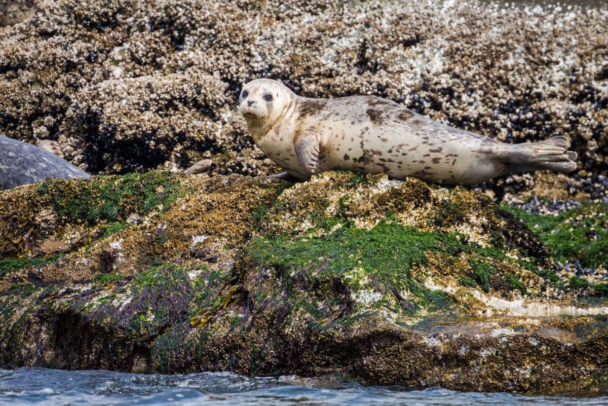 Бельки нерпы на Байкале