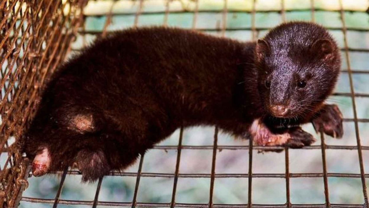 Бирка Blackglama норка