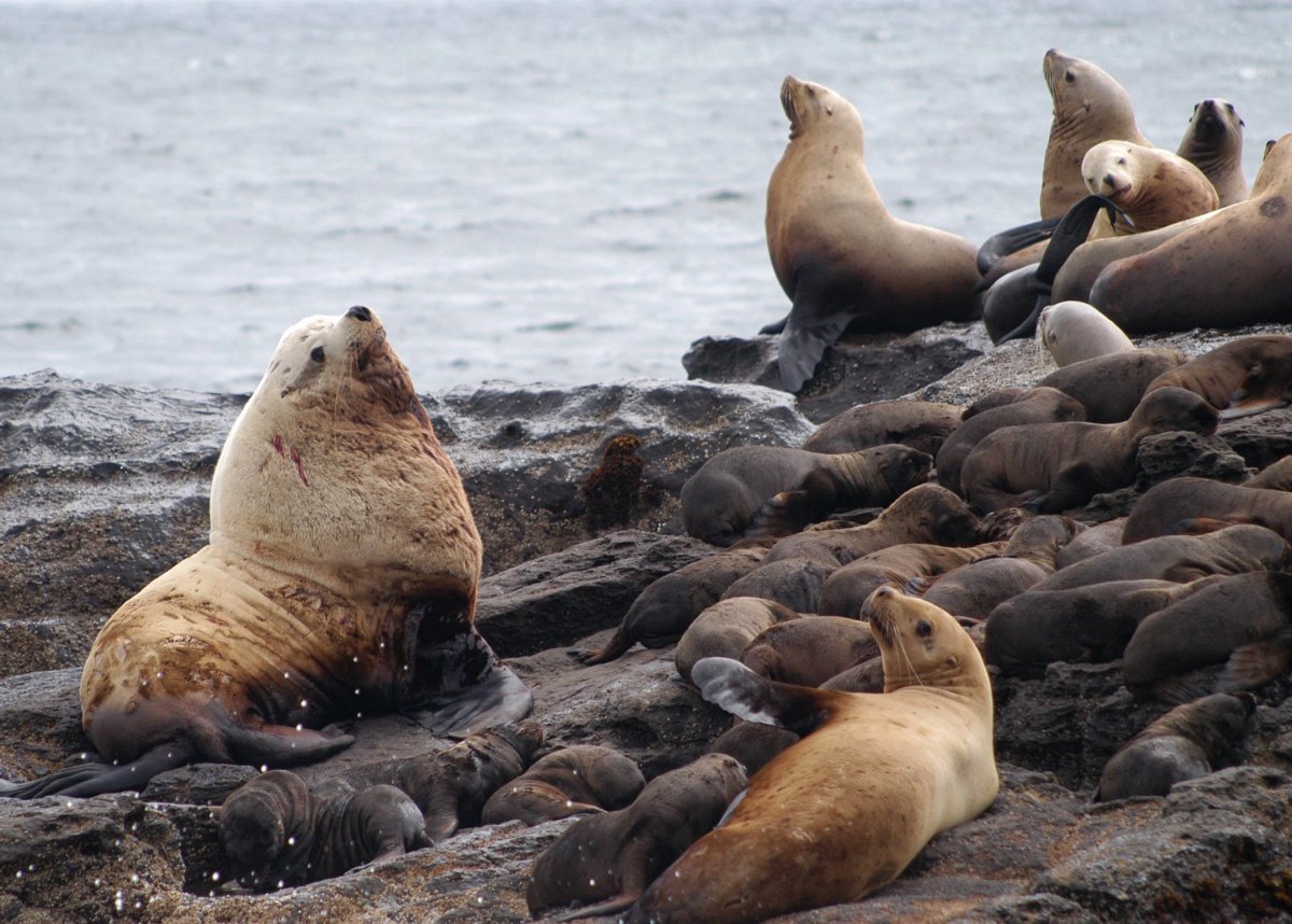 Курильские острова сивучи