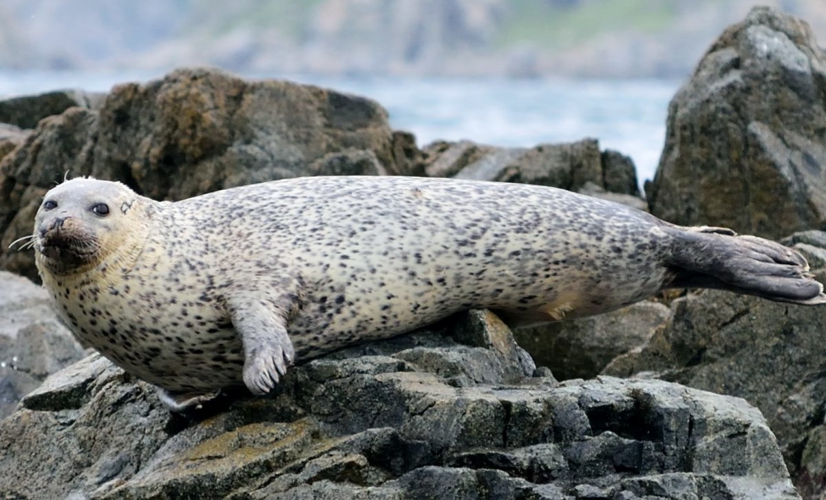 Ларга Дальневосточная Нерпа