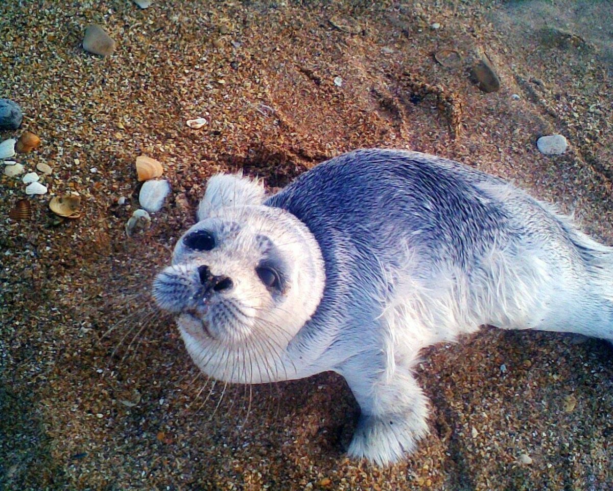 Байкальская Нерпа