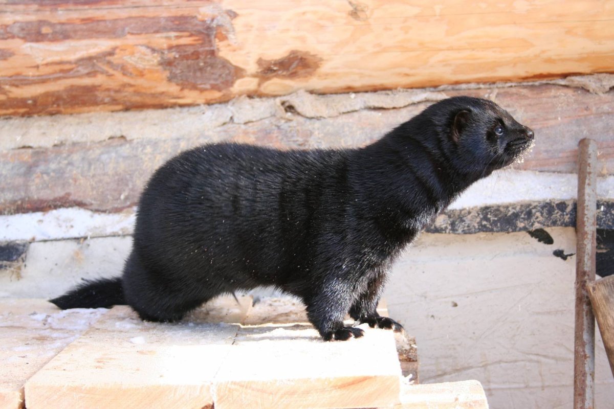 Щенки американской норки