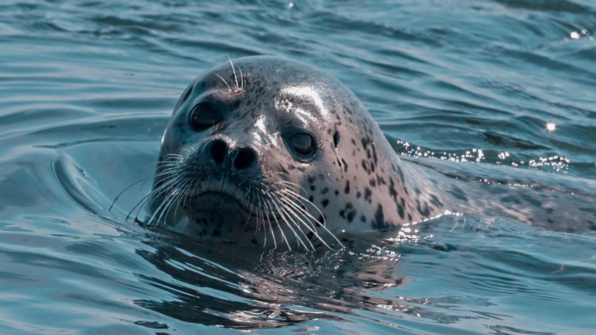 Нерпа Охотское море