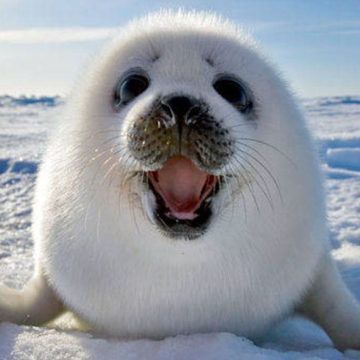 Бельки нерпы на Байкале