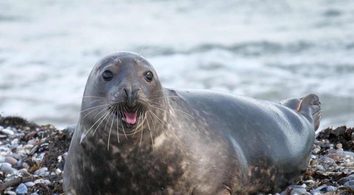 Каспийская Нерпа фото