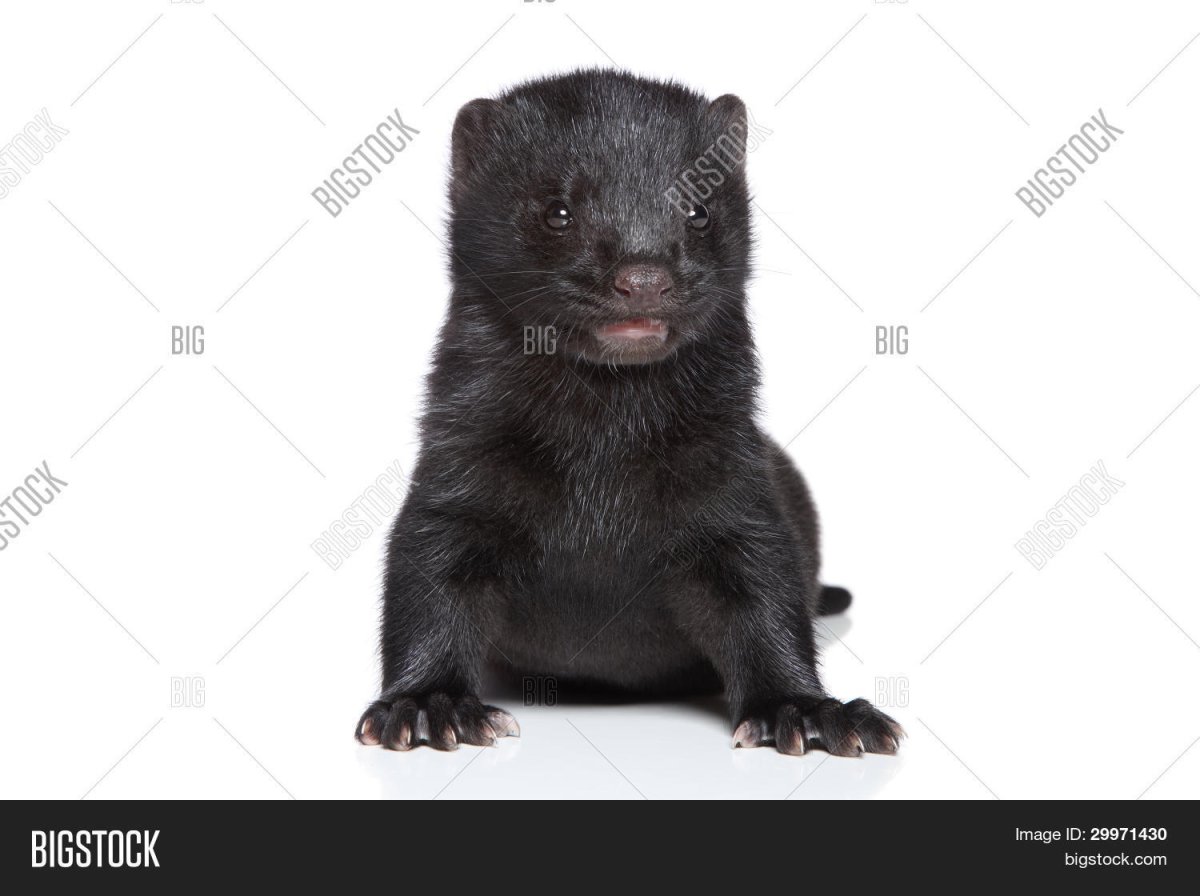 Норка и Соболь