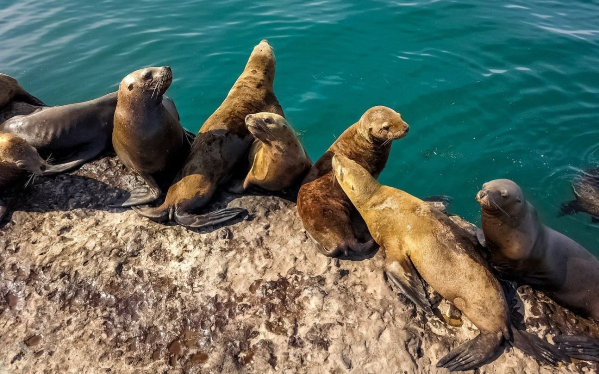 Сивучи на Сахалине