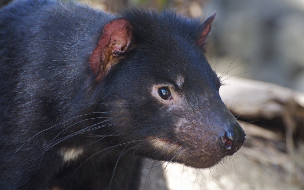 Баргузинский Соболь