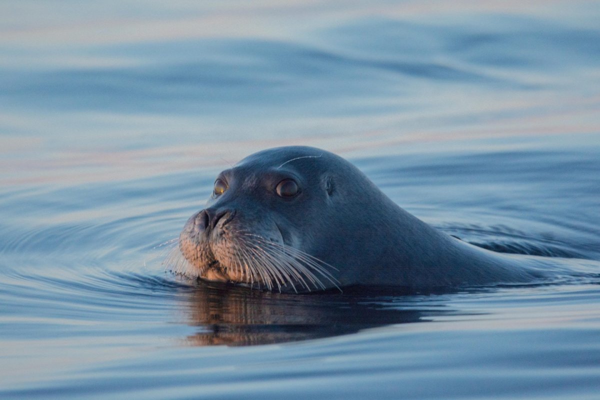 Тюлени Каспийского моря