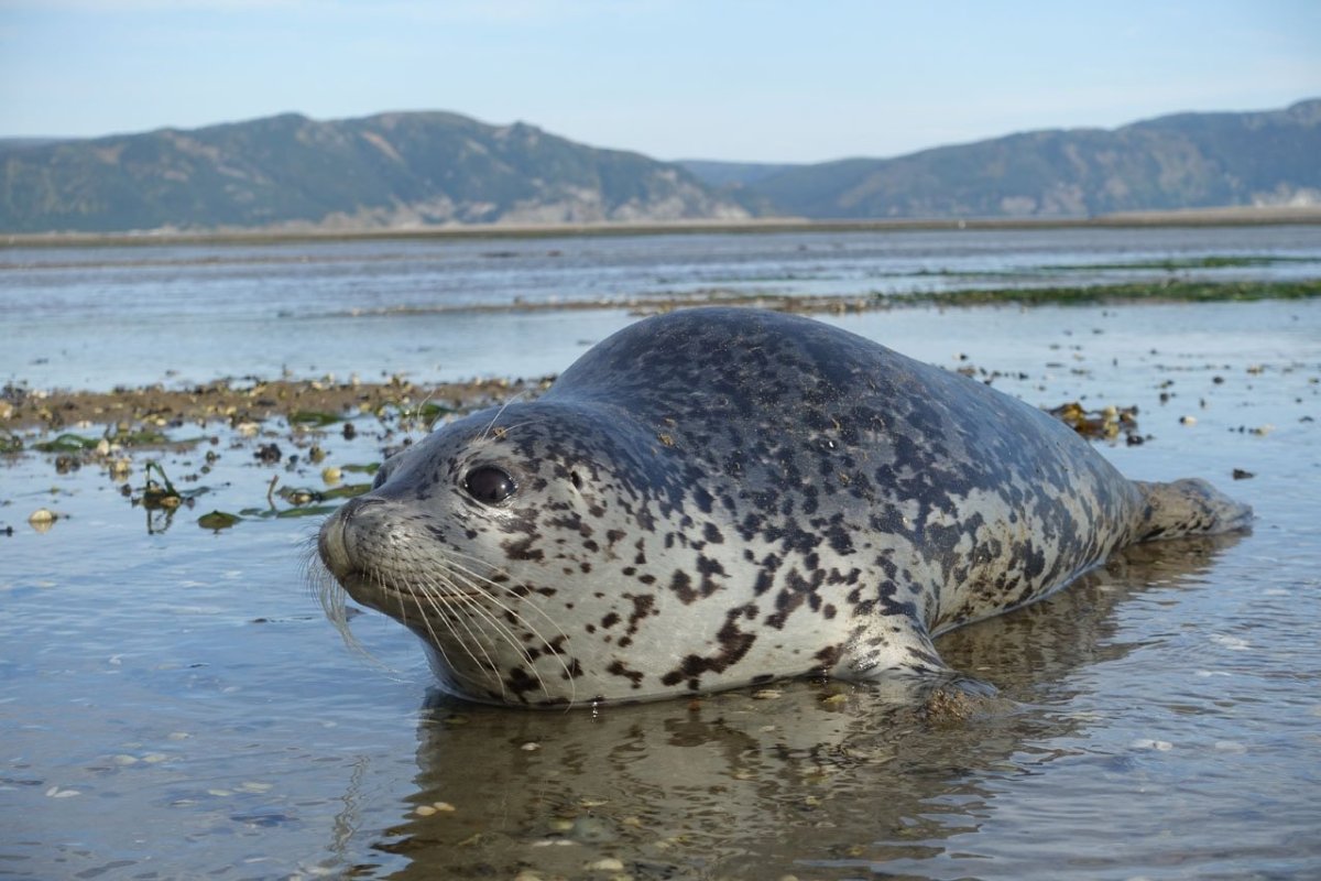 Нерпа Балтийская Нерпа Байкальская