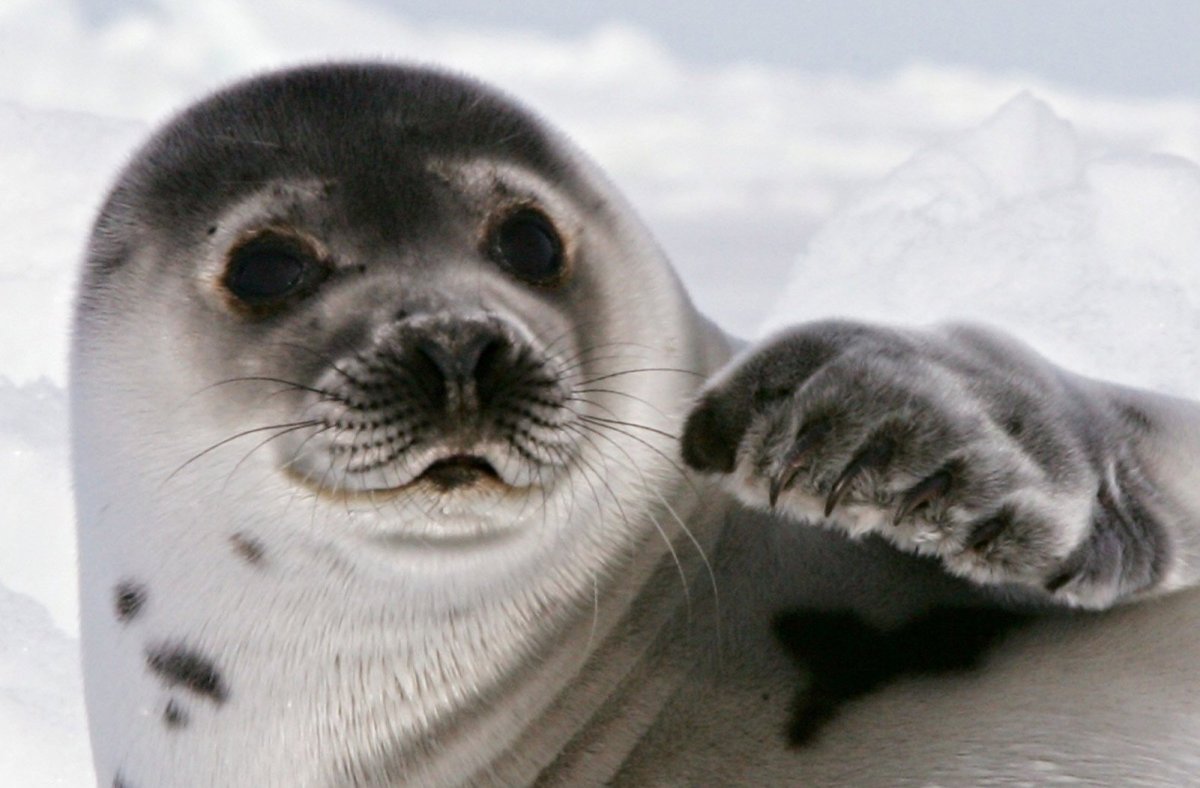 Нерпа Ларга