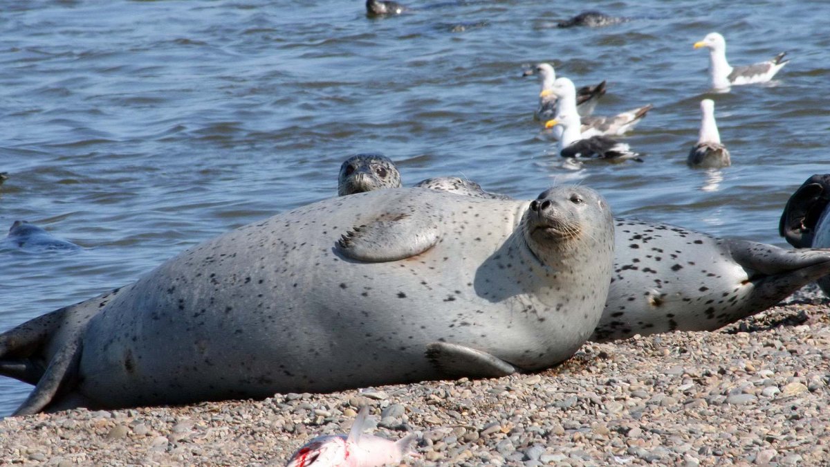 Сивучи в тихом океане