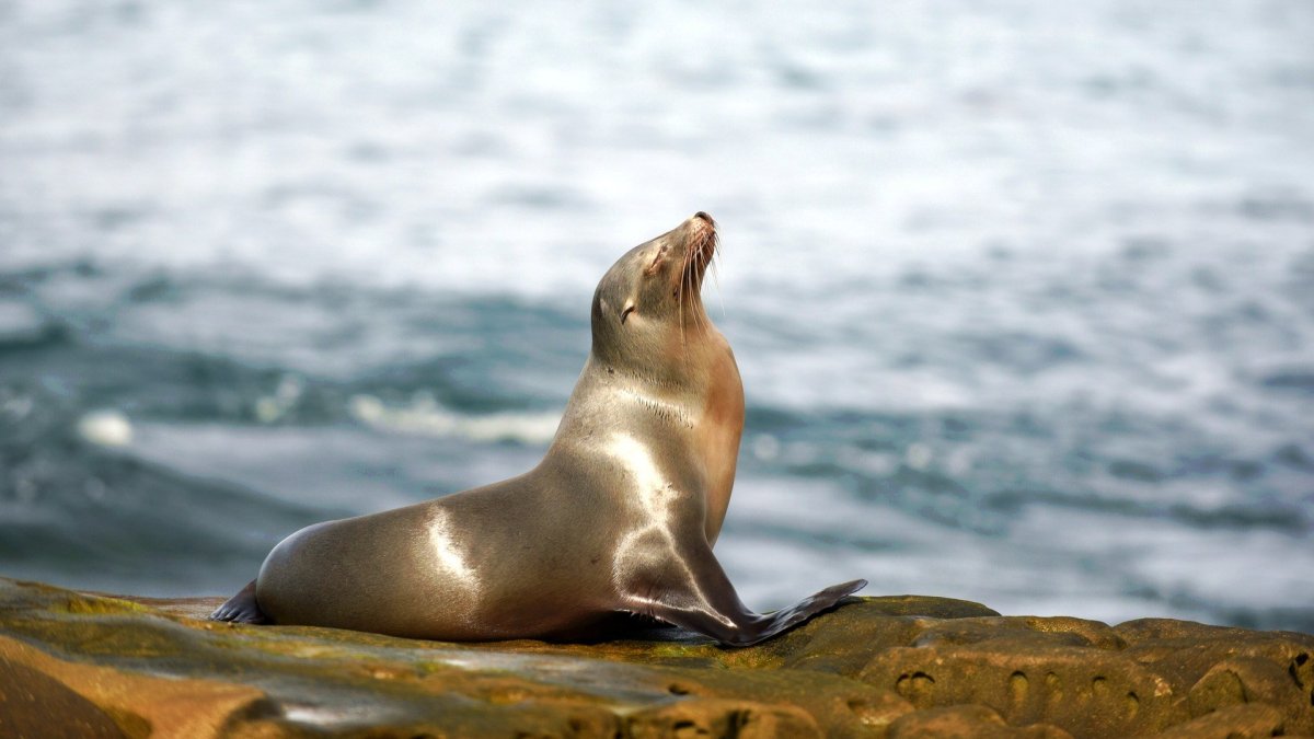 Ларга пестрая Нерпа