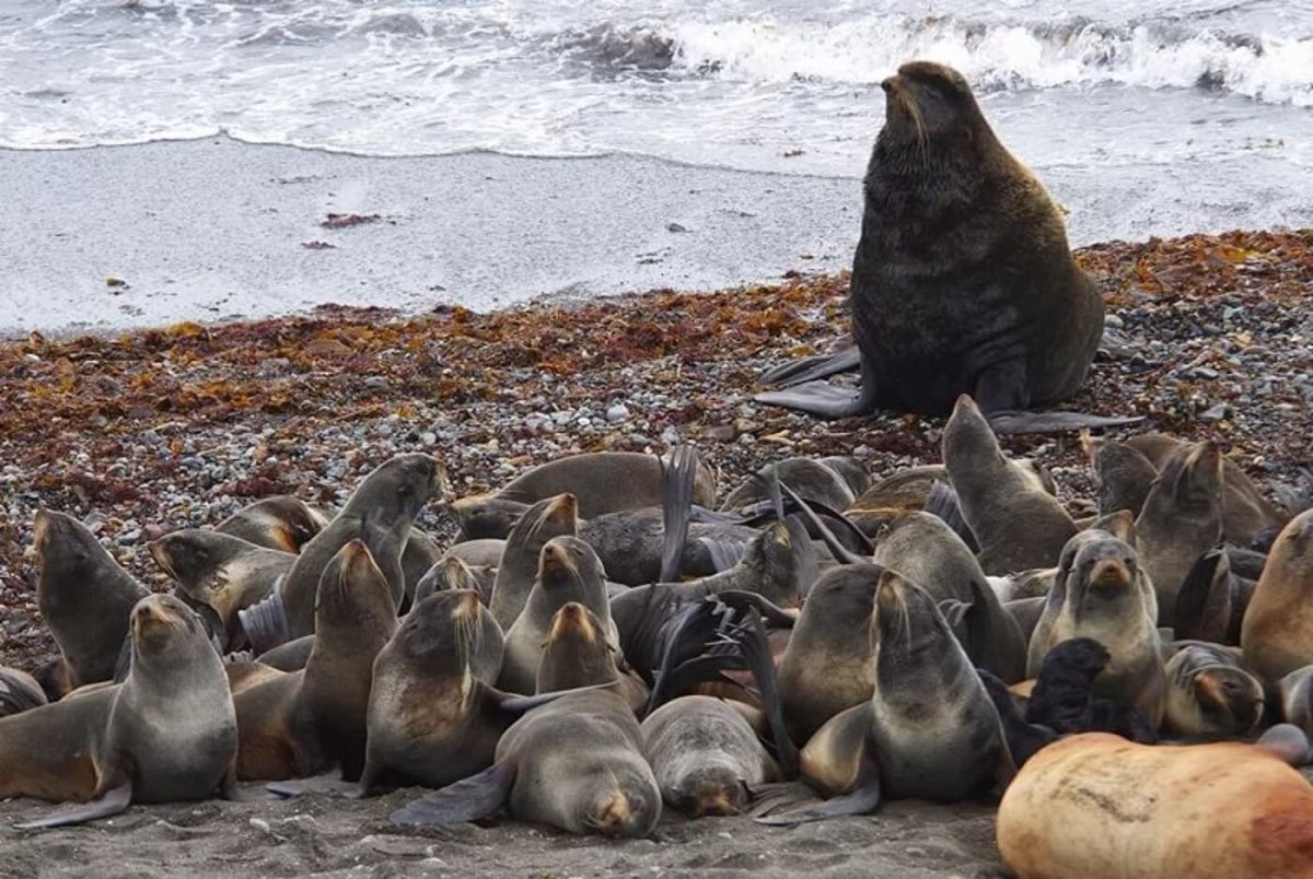 Тюлень Ларга