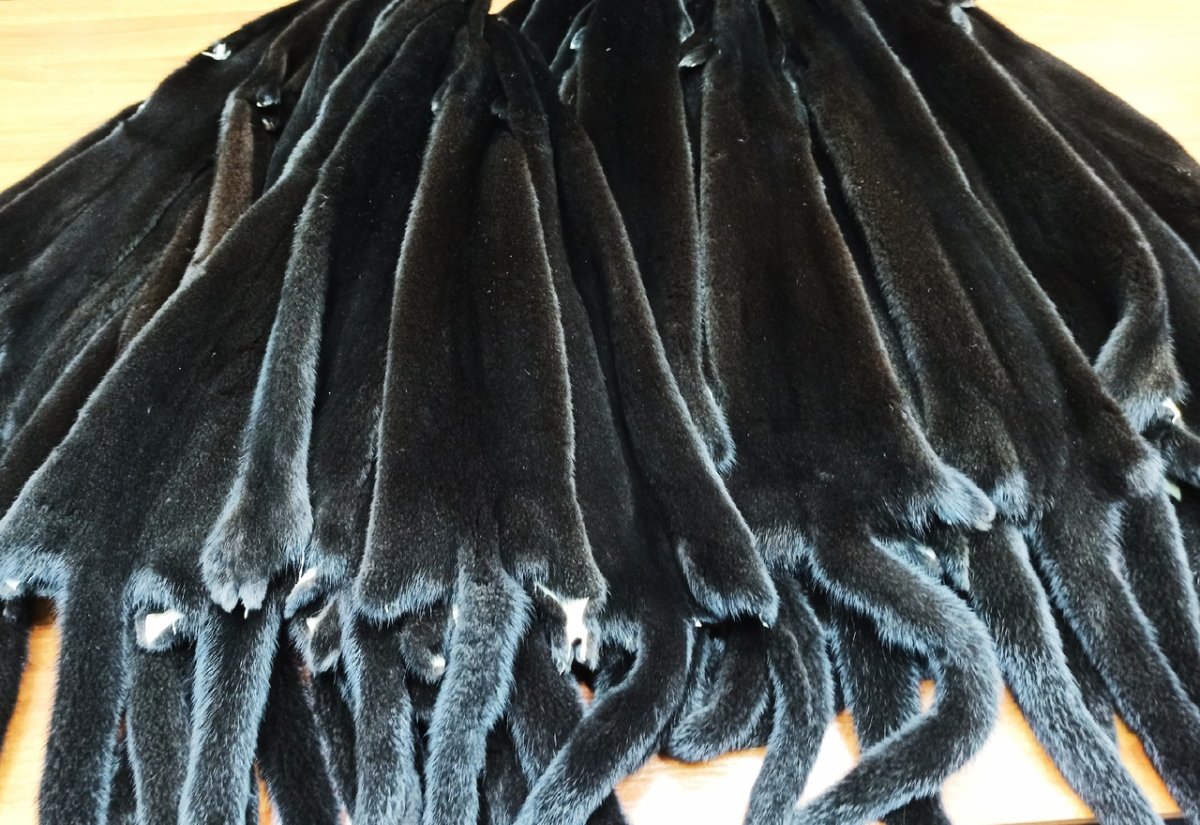 Североамериканская норка