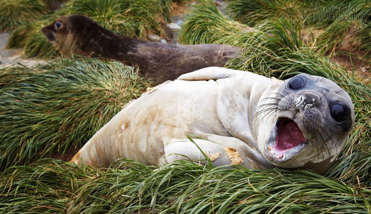 Нерпа Сахалинская
