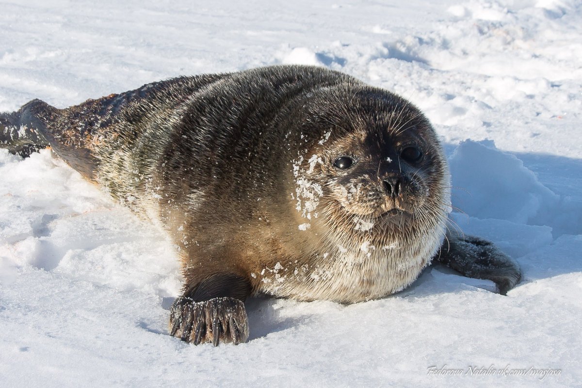 Нерпа Сахалинская