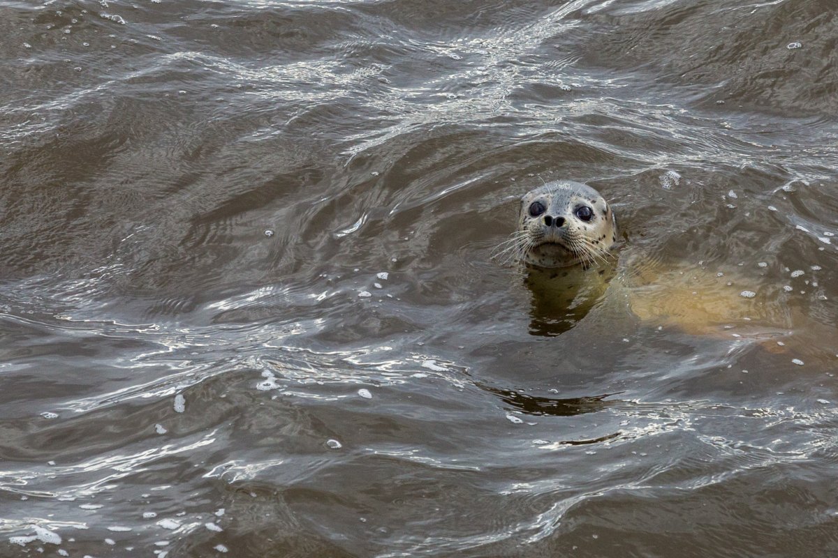 Тюлень Белек Ларга