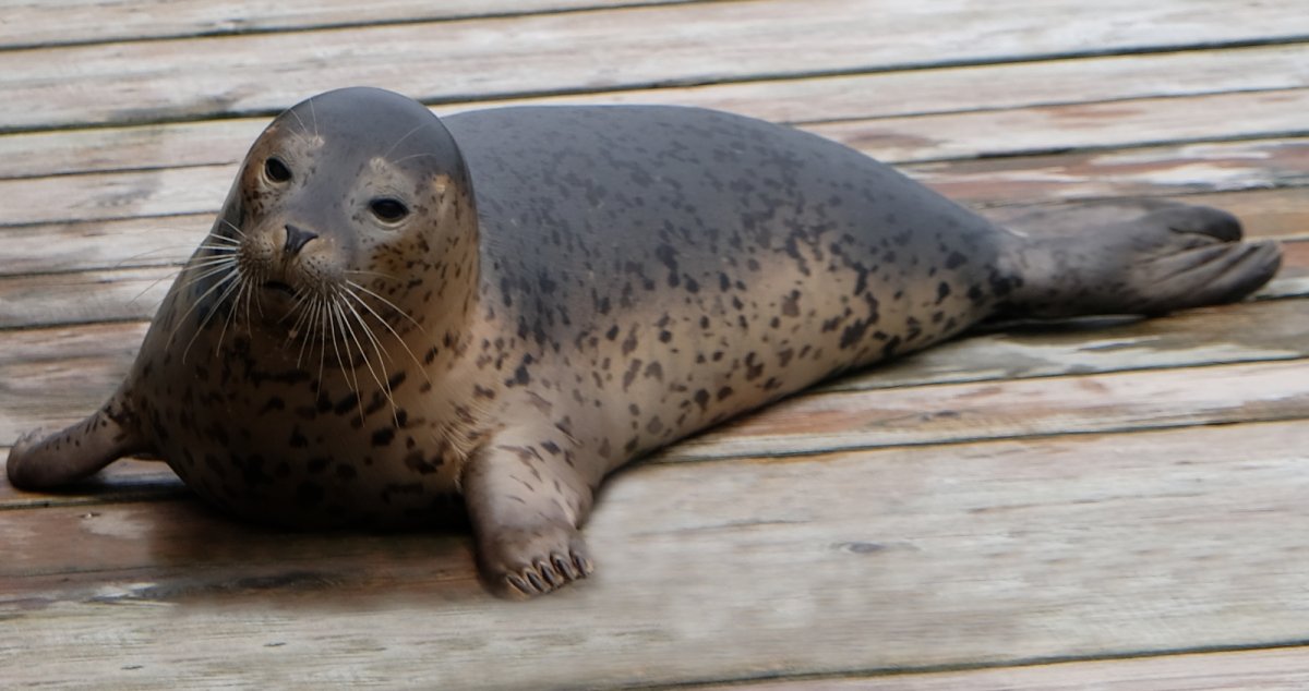 Нерпа Охотское море