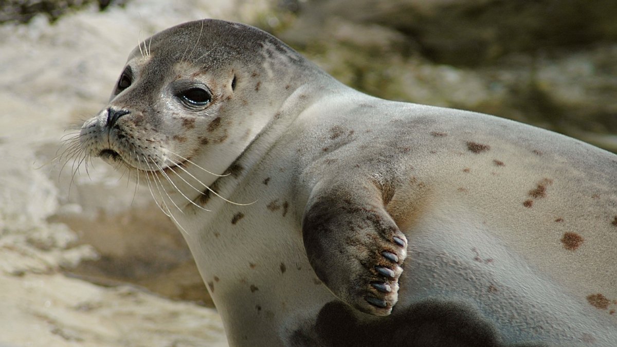Кроноцкий заповедник сивучи