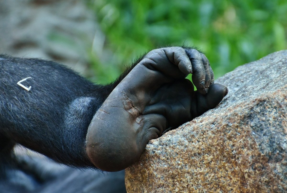 Лапа обезьяны