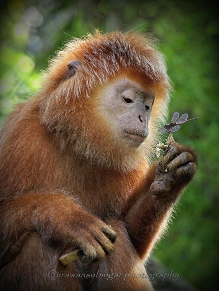 Счастливая мартышка