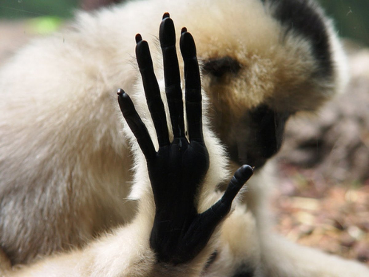 Лапа гиббона