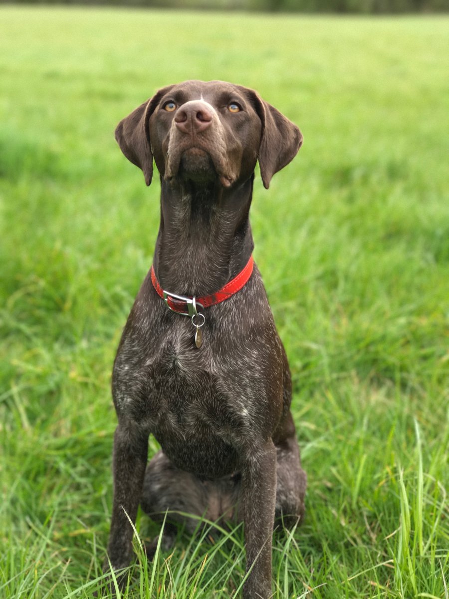 Порода Курц Харт собака