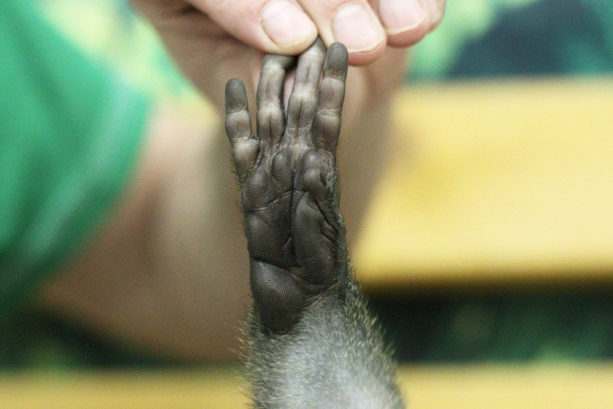 Кисть шимпанзе