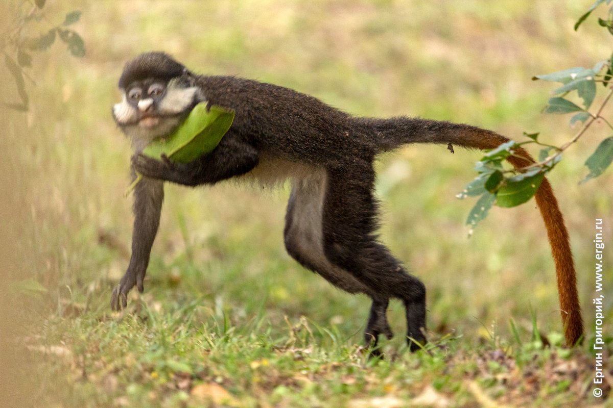 Когти кенгуру на лапках