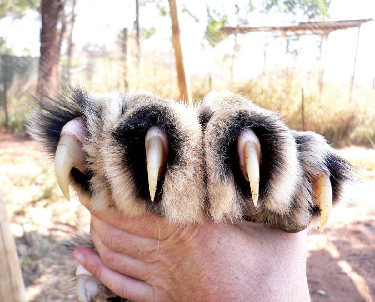 Ноги гориллы