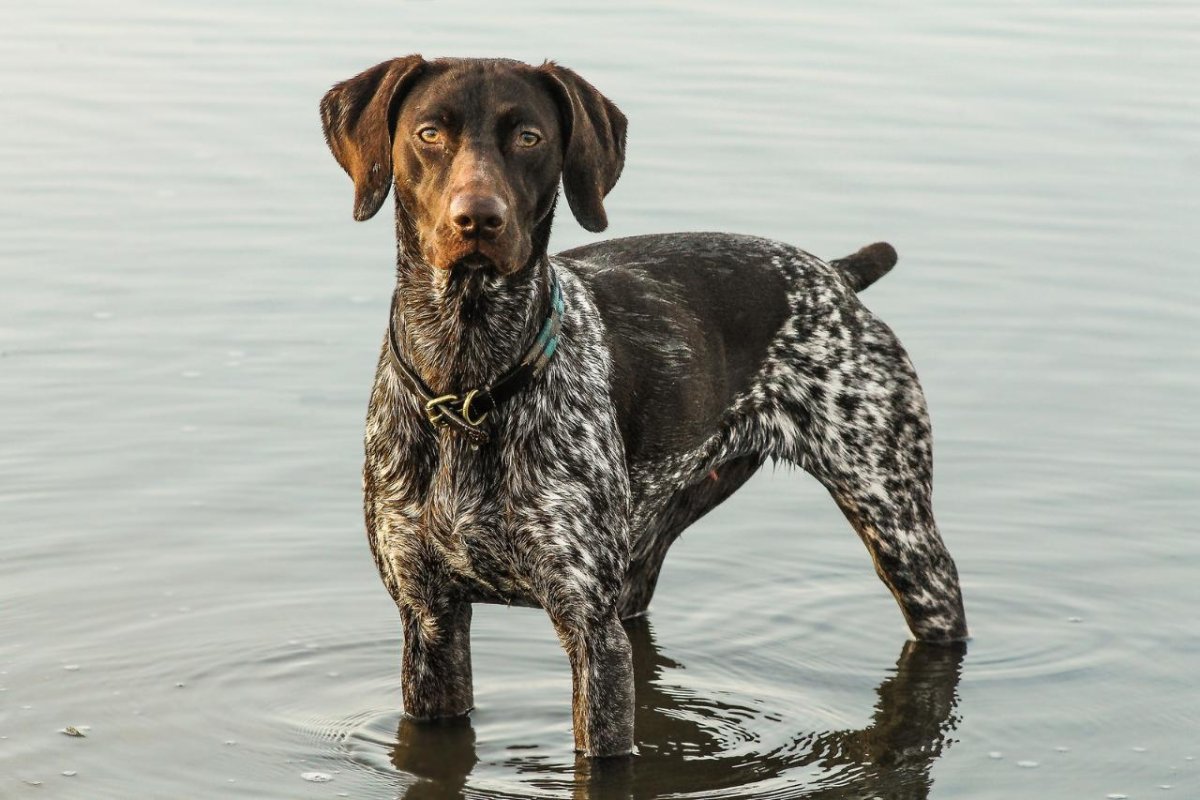 Немецкая легавая Курцхаар