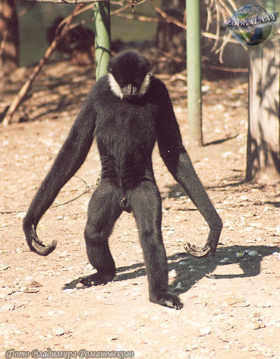 Лев спящий на дереве