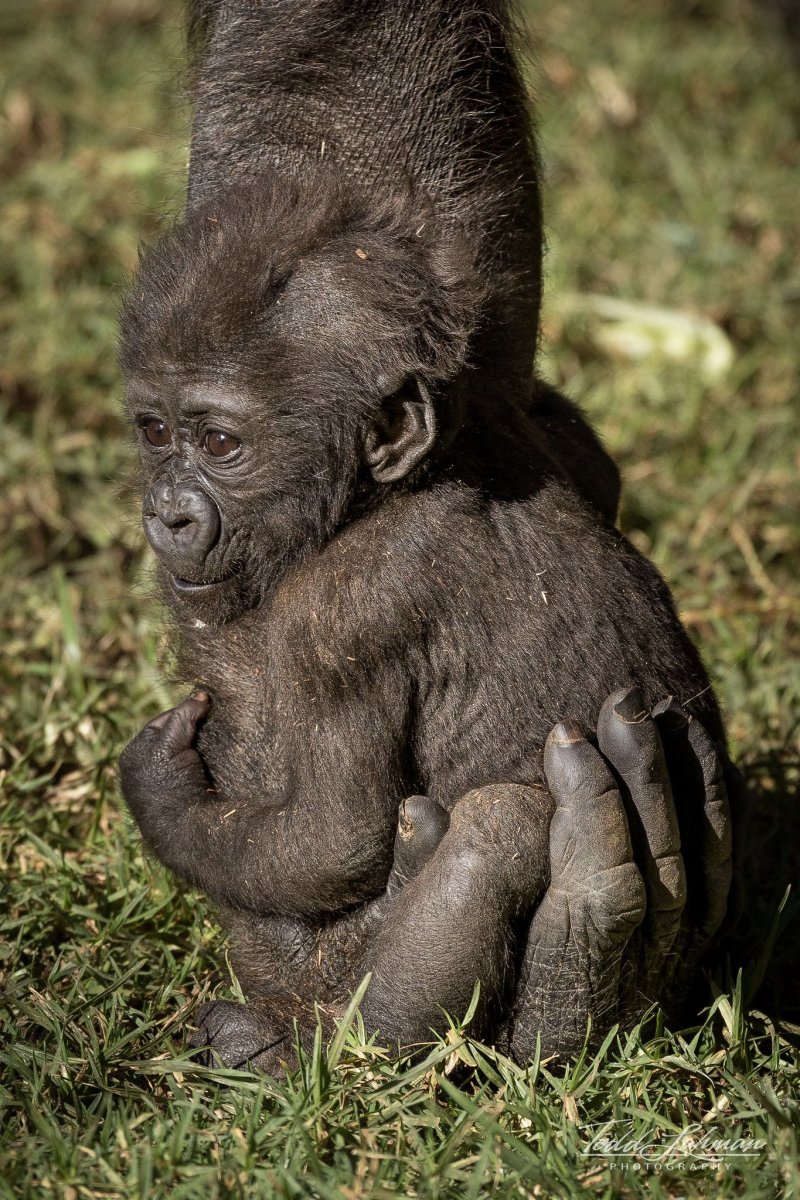 Шимпанзе на двух ногах